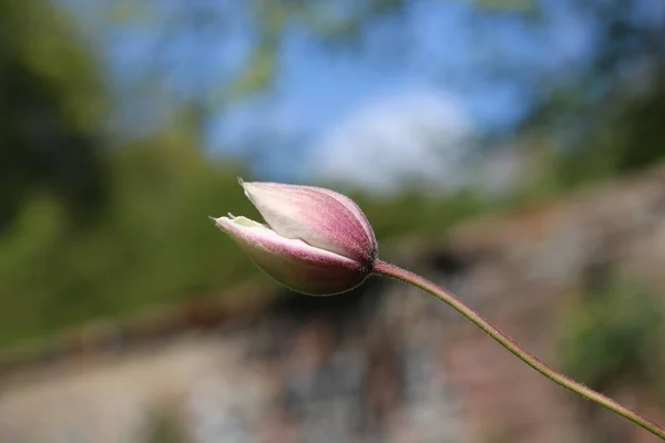 Single pink clematis flower bud in spring with garden wall background — Fotografia de Stock