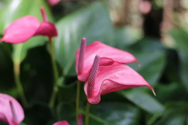 Piękne różowe kwiaty anthurium z ogonami i rozmazane ciemnozielone liście — Zdjęcie stockowe