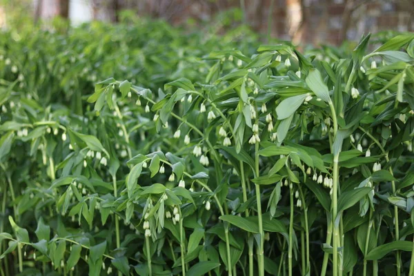 Full frame springtime image of polygonatum with wall in background — Photo
