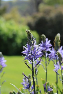Bahçedeki güzel mavi camassia çiçeklerinin dikey görüntüsü
