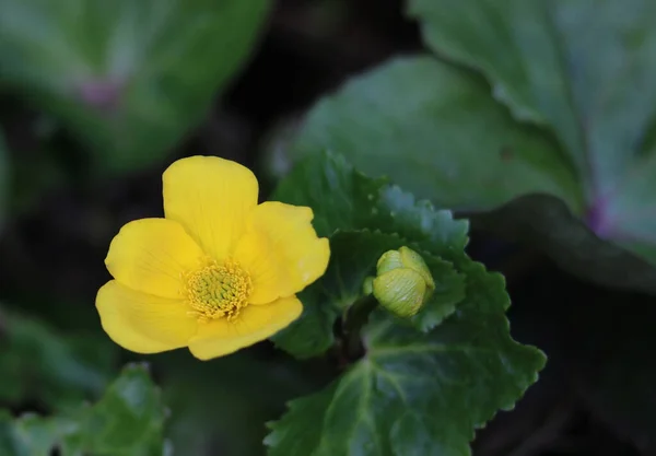 Close up of yellow caltha or marsh marigold and foliage — Stock fotografie