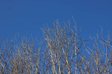 Açık mavi arkaplan, kışın gümüş huş ağaçları ve kopyalama alanı