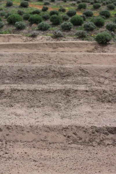 Вертикальное изображение подготовленной песчаной почвы с низкими кустами на заднем плане — стоковое фото