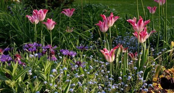 Beautiful spring flowerbed with assortment of pink tulips and forget-me-nots — Zdjęcie stockowe