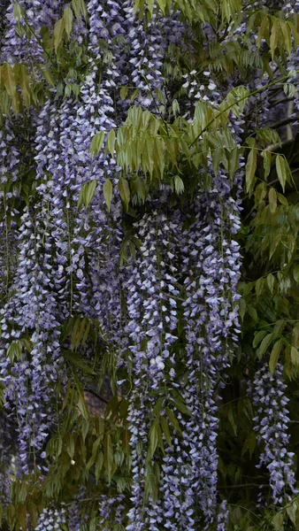 Vertical image of beautiful blue mauve wisteria flowers and foliage — Stok fotoğraf