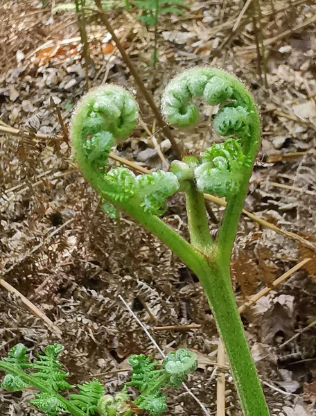 Obrázek kapradiny ve tvaru zeleného srdce před tím, než se rozvinulo listí — Stock fotografie