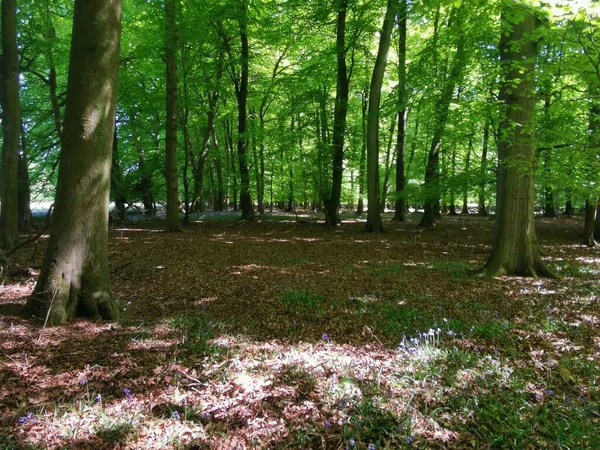 Вид через лес или лесной массив с освещенной солнцем листвой на деревьях — стоковое фото