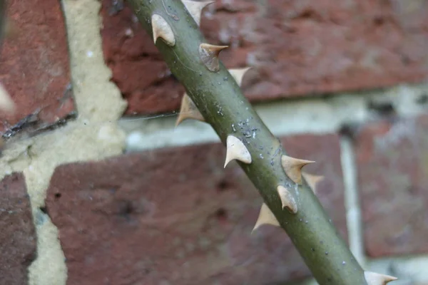 Green rose bush stem with thorns against blurred brick background
