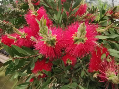 Güzel parlak kırmızı callistemon ya da yapraklı şişe fırçası bitkisi. Yüksek kalite fotoğraf