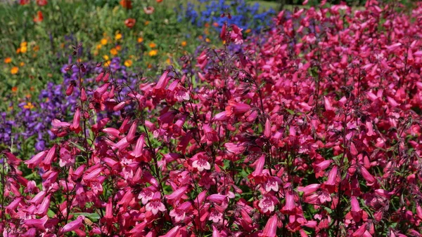 Full Frame Afbeelding Van Helder Roze Penstemon Bloemen Gebladerte Kleurrijke — Stockfoto