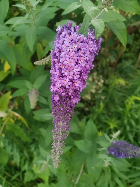 Vertical Image Buddleiah Bush Small Pale Purple Flowers Foliage High — ストック写真