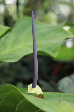 Nadir bulunan tropikal anthurium schlechtendolii kuyruk bitkisi, spadix ve yapraklı. Yüksek kalite fotoğraf