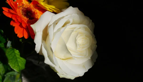 Schönes Bild Von Weißen Rosen Und Farbigen Gerberas Vor Dunklem Stockbild