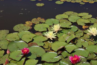 Krema ve pembe nilüferler ve gölette yemyeşil yapraklar. Yüksek kalite fotoğraf