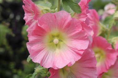 Bahçedeki güzel pembe gülhatmi çiçeklerini kapat. Yüksek kalite fotoğraf