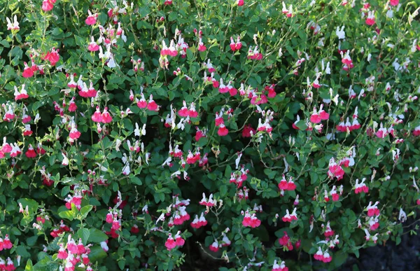 Letnie Tło Kwiatowe Czerwonymi Białymi Gorącymi Ustami Salvia Kwiaty Liści — Zdjęcie stockowe