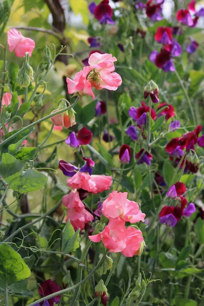 Vertical Image Beautiful Selection Pink Coloured Sweet Peas Garden Setting — Fotografia de Stock