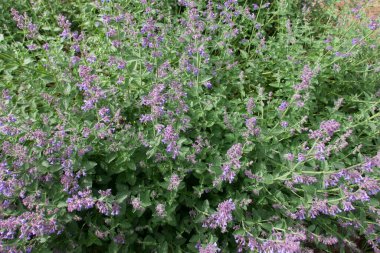 Full frame image of pale pink wild flowers and foliage. High quality photo