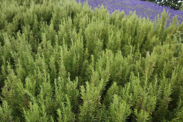 Herbal Image Showing Lush Rosemary Bushes Lavender Growing Background High — Stock Photo, Image