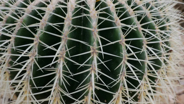 Full Frame Image Close Large Spiky Cactus High Quality Photo — Stock Photo, Image