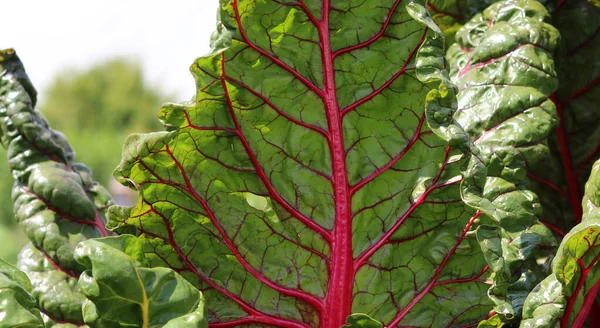 Close up of red veined beetroot vegetable showing leaf detail. High quality photo