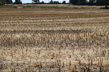 Hasattan sonra kısa kesilmiş mısır sakalının tam kare görüntüsü. Yüksek kalite fotoğraf