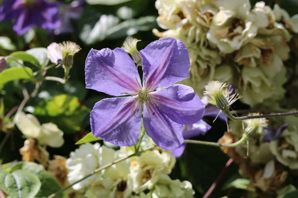 Fialový Květ Klíšťat Zahradním Prostředí — Stock fotografie