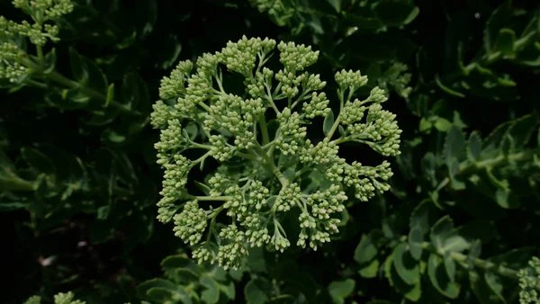 Pale green sedum or ice plant foliage and buds in garden setting in summer. High quality photo