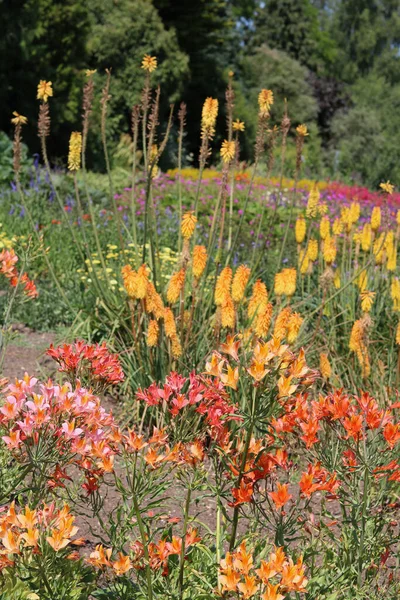 Full Frame Zomerbloembed Met Assortiment Sinaasappelbloemen Hoge Kwaliteit Foto — Stockfoto