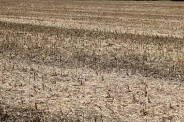 Hasattan sonra kısa kesilmiş mısır sakalının tam kare görüntüsü. Yüksek kalite fotoğraf