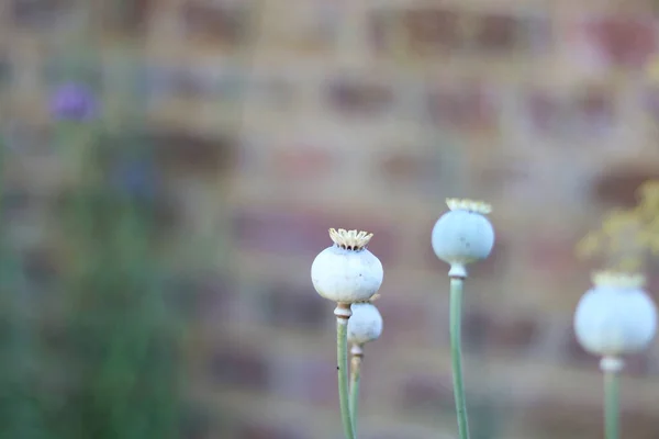 Green Poppy Seed Heads Autumn Blurred Wall Copy Space High — ストック写真