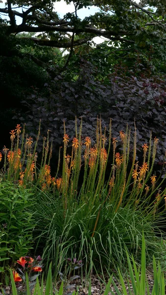 Krásné Světle Oranžové Kniphofia Nebo Červené Horké Pohrabáče Fialové Květy — Stock fotografie