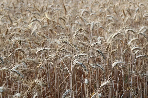 Beautiful View Corn Field Late Summer Autumn Showing Ear Detail — Foto Stock