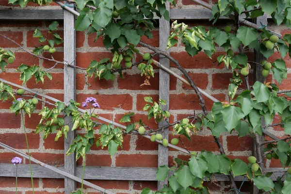 Young fruit growing on tree trained against wall with trellis. High quality photo