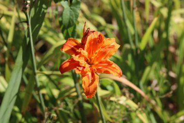 Yumuşak yeşil yapraklarla çevrili güzel koyu turuncu zambak çiçeği. Yüksek kalite fotoğraf