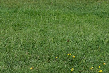 Tam kare çimen görüntüsü ve bir tutam düğün çiçeği serpiştirilmiş. Yüksek kalite fotoğraf