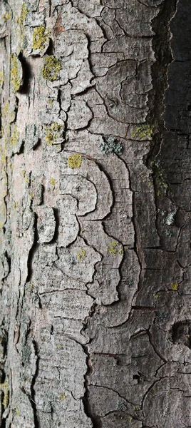 Vertical Image Swirly Bark Lichen Trunk Grey Tree High Quality — Stock Fotó