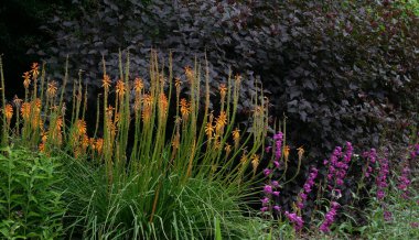 Beautiful pale orange late season kniphofia or red hot pokers and purple flowers in garden setting. High quality photo