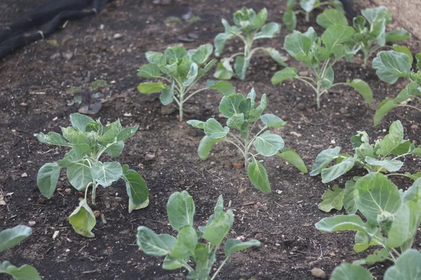 Young Cabbages Green Foliage Growing Soil Vegetable Garden High Quality — Stockfoto