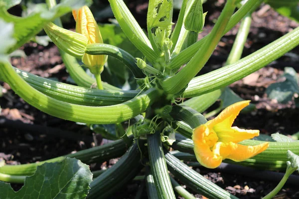 Young Yellow Courgettes Green Foliage Growing Soil Vegetable Garden High — Stockfoto