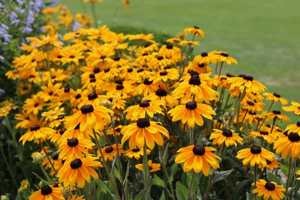 Full frame image of black eyed Susan flowers beside grass lawn. High quality photo