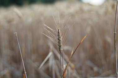 Close up of ear of corn with blurred corn field behind. High quality photo