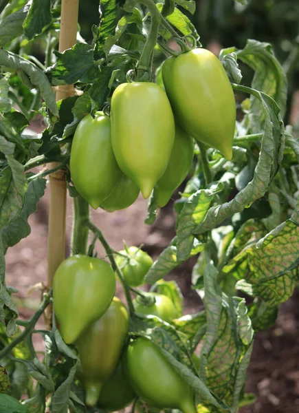 Vertical Image Plum Tomatoes Growing Soil Vegetable Garden High Quality — Stockfoto