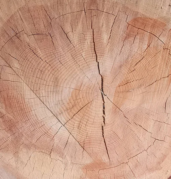 Section through severed tree trunk showing cracks ageing through woodgrain rings. High quality photo