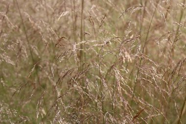 Süslü otların tam çerçeve arkaplan resmi. Yüksek kalite fotoğraf