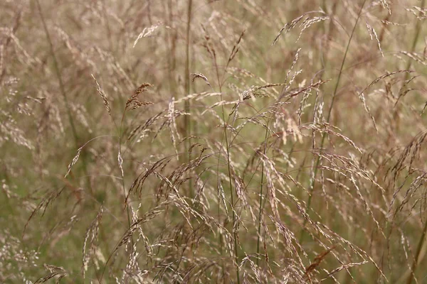 Full Frame Background Image Close Ornamental Grass High Quality Photo — Stock Fotó