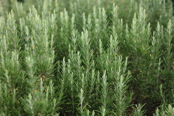 Sağlıklı, yemyeşil, biberiyeli çalı yapraklarının tam kare görüntüsü. Yüksek kalite fotoğraf