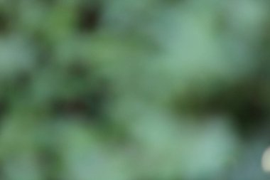 Bulanık yeşil ve gri başlık paneli. Kopya için yer var. Yüksek kalite fotoğraf