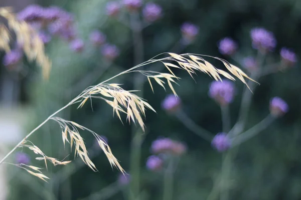 Ornamental Grass Autumn Soft Green Purple Blurred Garden Background High — Stock Fotó