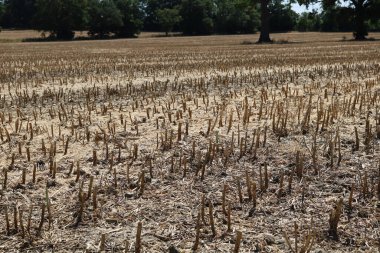 Hasattan sonra kısa kesilmiş mısır sakalının tam kare görüntüsü. Yüksek kalite fotoğraf